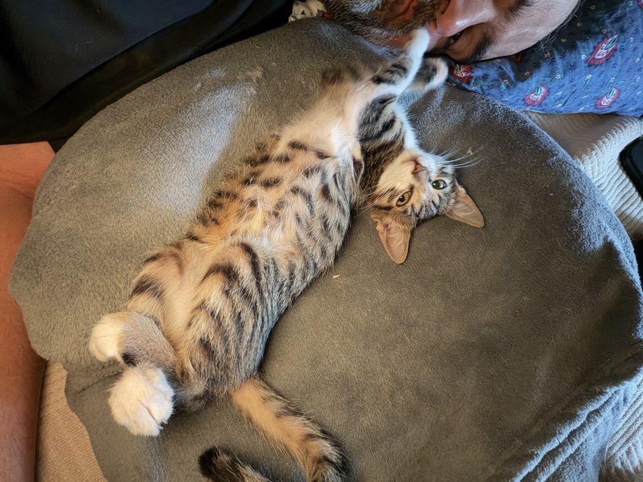 Motanel Extrem de Lipicios pentru adoptie