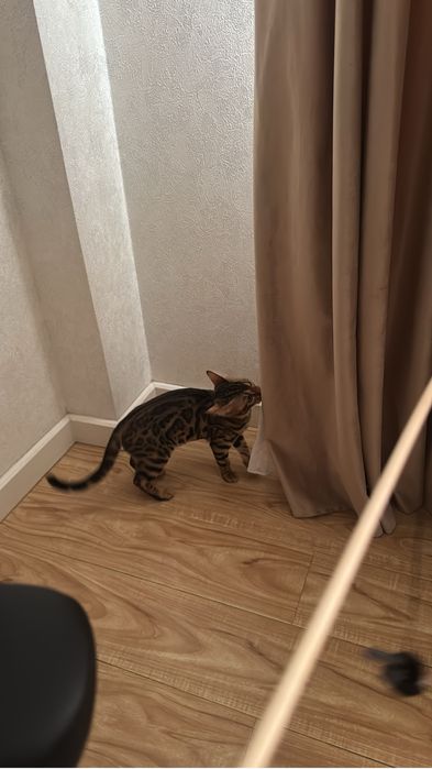 Котенок 4 месяца