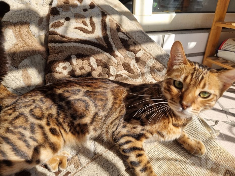 Бенгальский  кот чистокровный