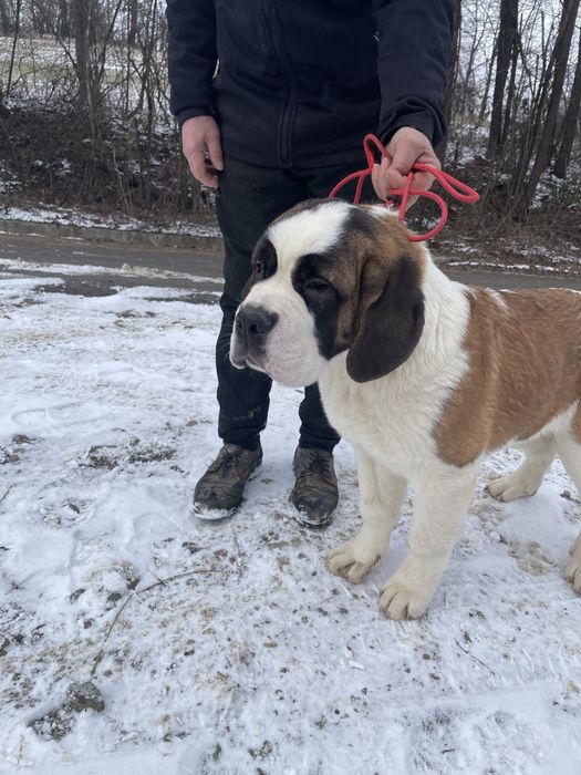 Femela Saint Bernard cu pedigree - par scurt
