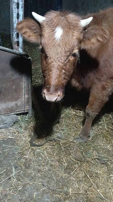 G‘unojin 1.5.yosh boqiladigan