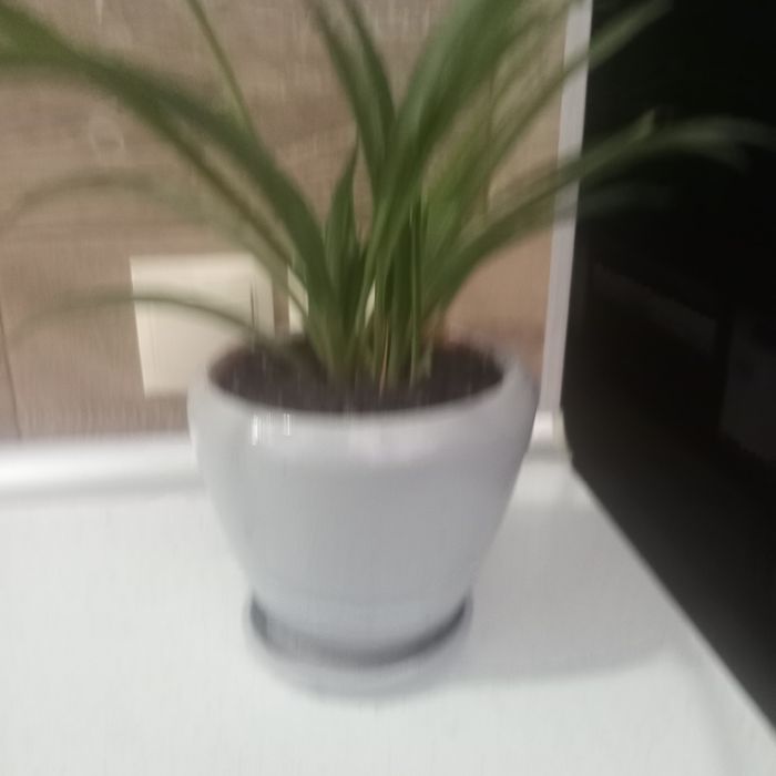 Цветы комнатные продам