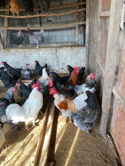 Инкубационные яйцо