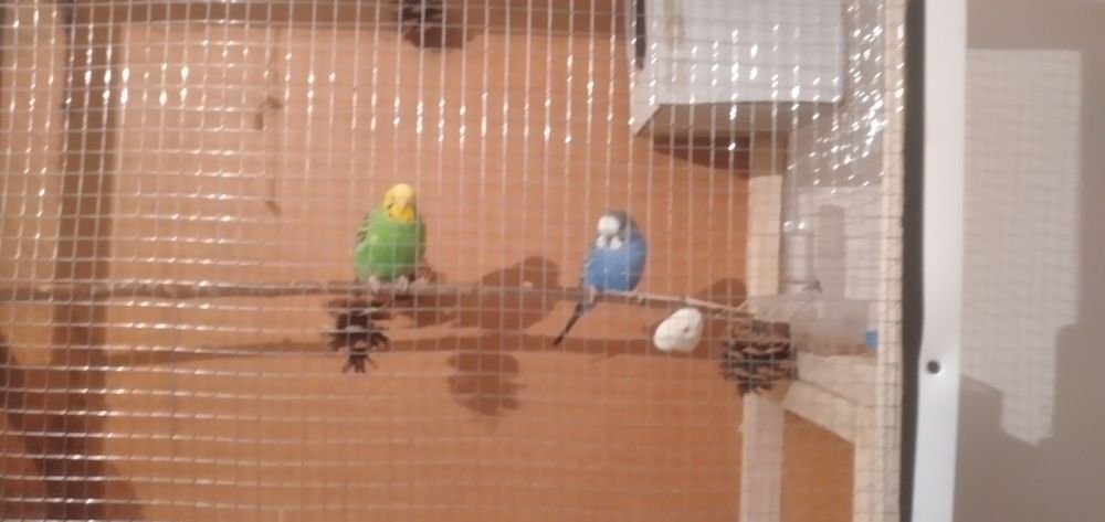 Придётся  попугай