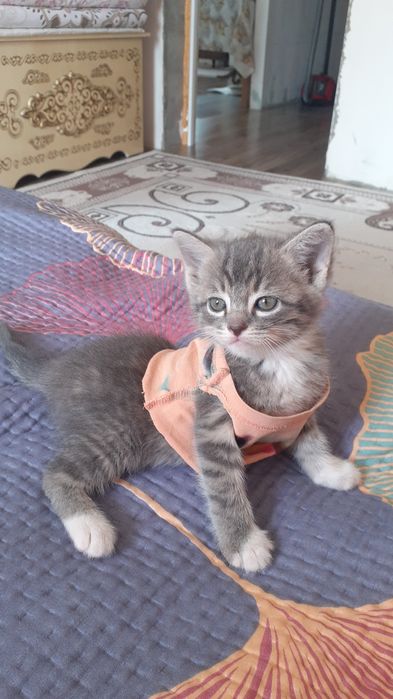 Котята бесплатно