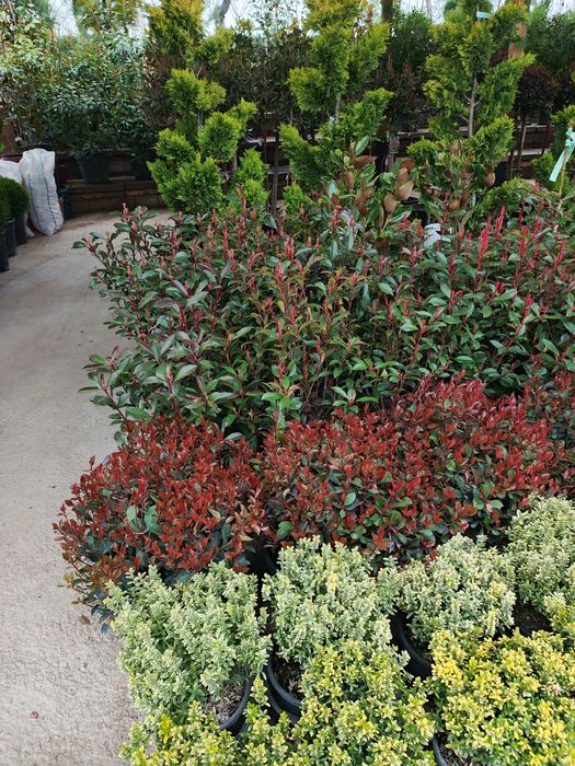 Gul va archa gazon ekish mevali darxtlar  ekish xizmati