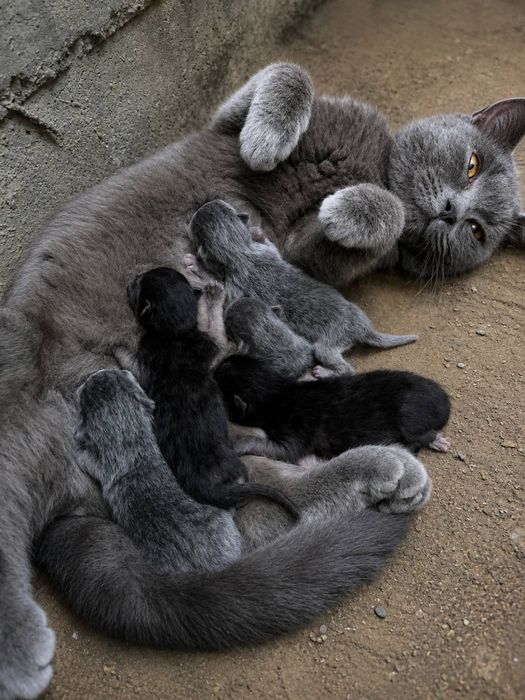 Britsh shorthairga ohshash serik mushuk urg’ochi yoshi 2.5yosh sotilad
