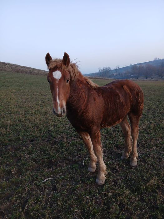 Vind mînz de 7 luni