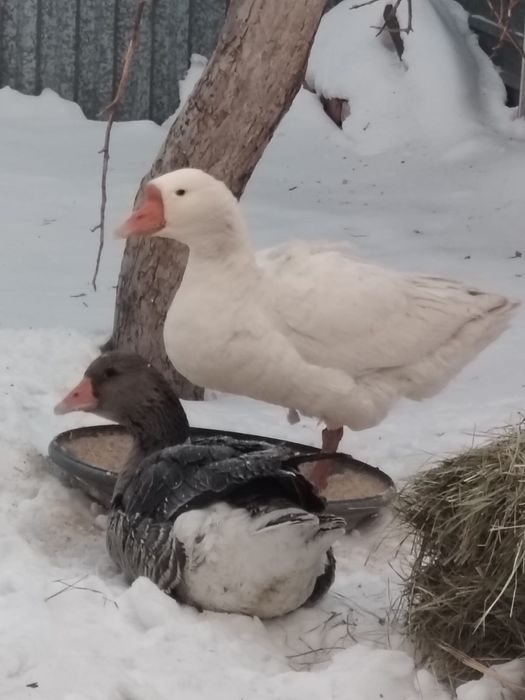 Продам живых гусей