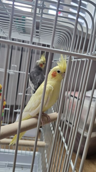 Попугай.  Пара кораллы