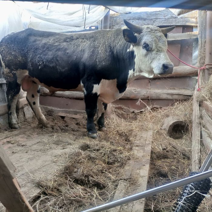 Продам быка на племя