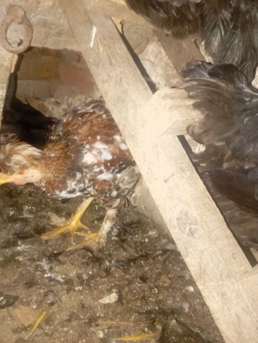 Vând 4puicute și un cocos la alegere moțat sau negru