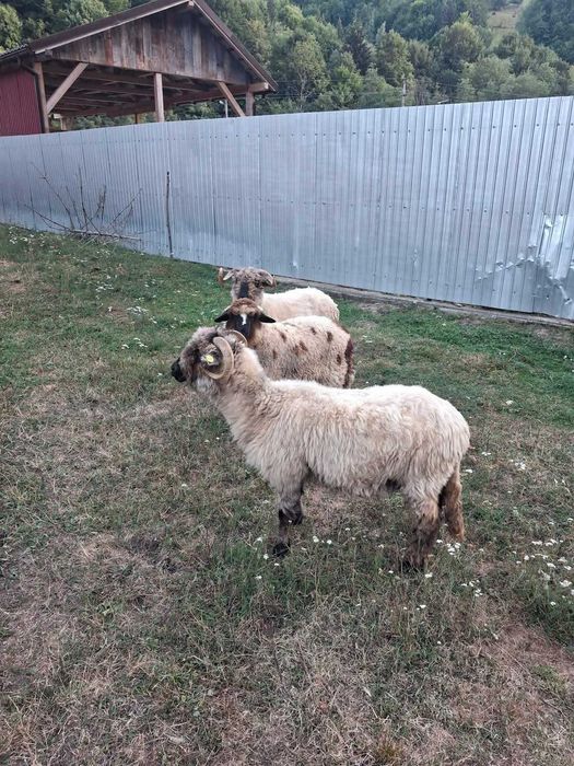 Vând berbec breaz de 1 an si 7 luni, un mior breaz de 6 luni, un berbec bucălău de 1 an și 3 luni și oi bucălăi.