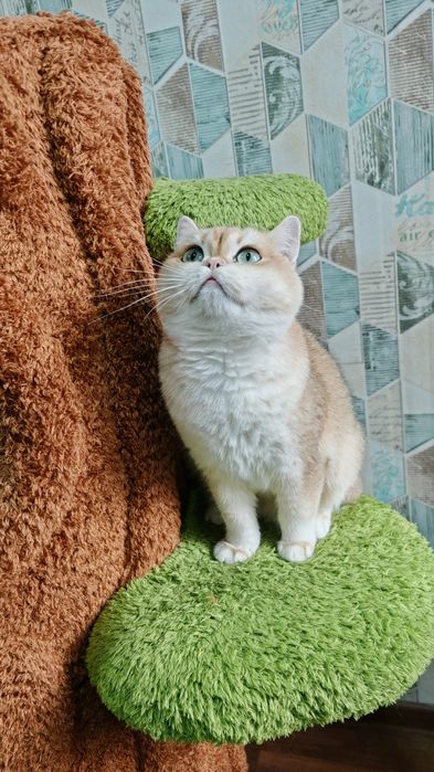 Золотая шиншилла ny12