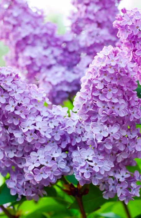 Сирень   свежая...