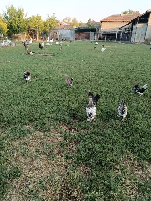 Продават се японски петлета и кокошки.