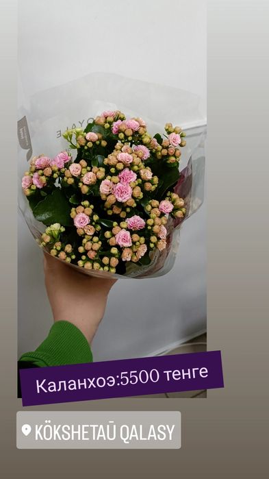 Каланхоэ:5500 тенге