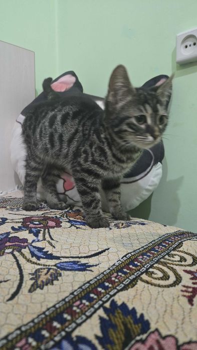 Кошки  и котята в добрые руки