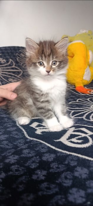 Отдам котёнка в хорошие руки