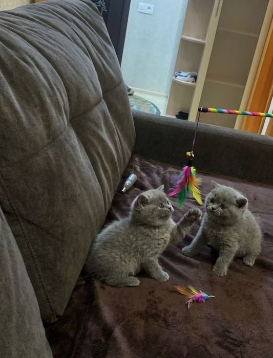 Британские котята