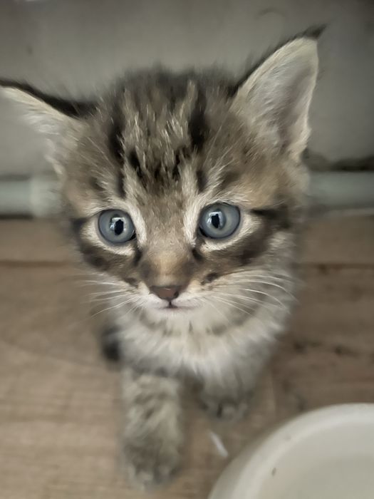Котята месячные в добрые руки