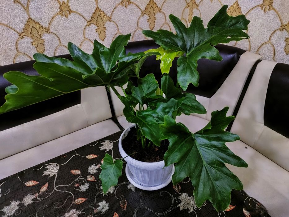 Растения. Доставка