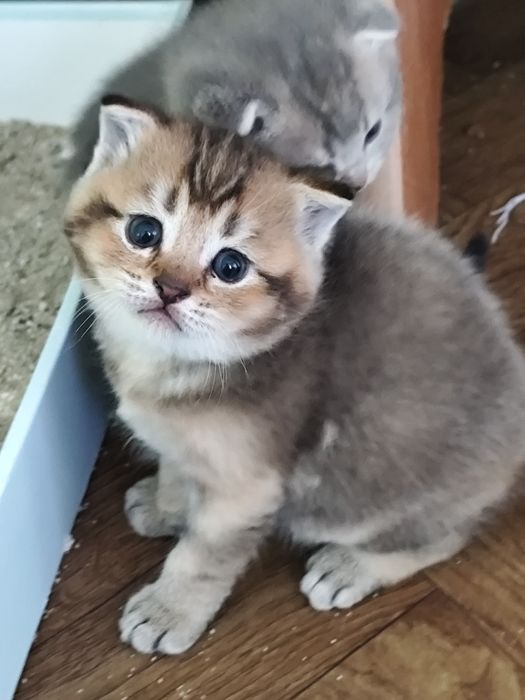 Подарок. Породистые котята