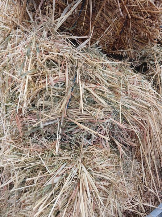 Vând baloti de ovăz