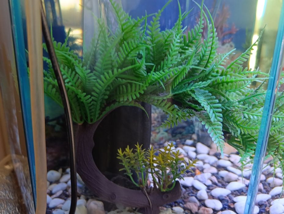 Akvarium sifatli sokin juda chiroyli ideal tanlov zo'r dizayn