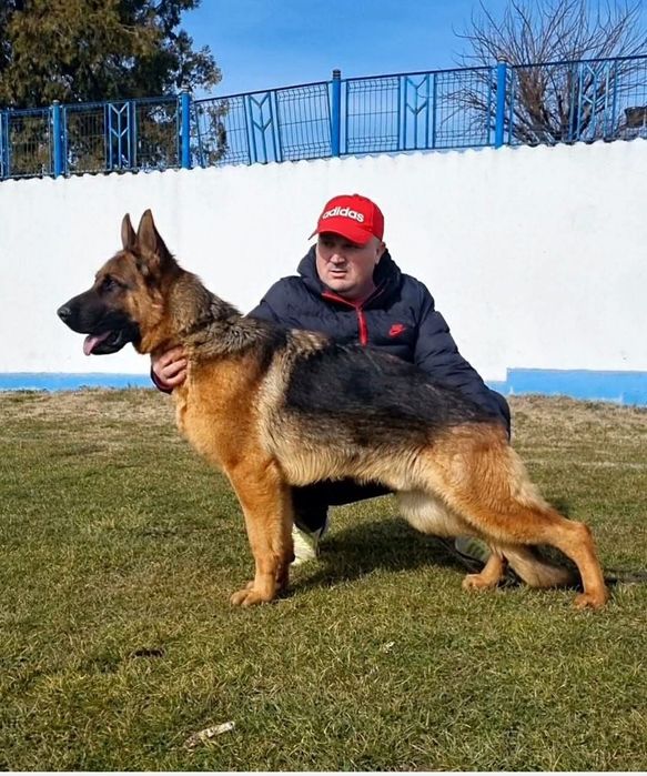 Femela ciobanesc german