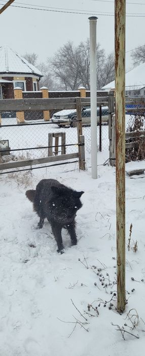 Овчарка длинно шерстный продам