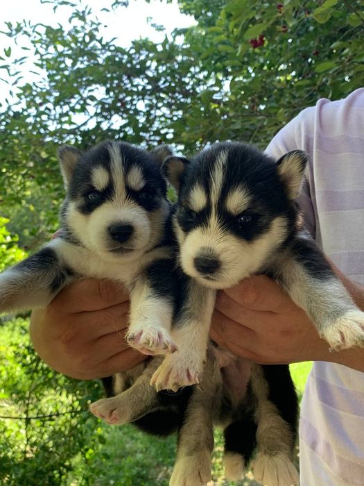 Sibirski haski ili xaski