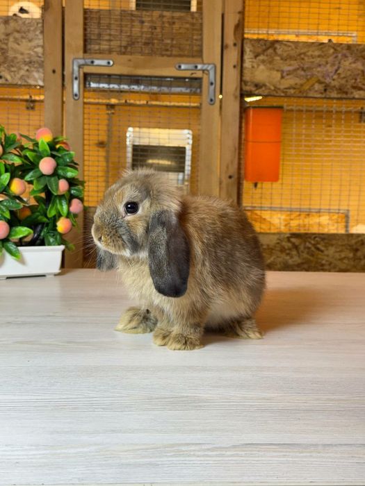 Quyon, Кролик Dekorativ Karlik Baran quyonchalar