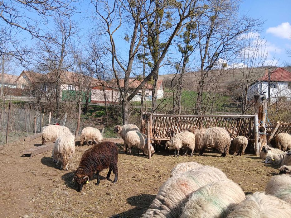 Oi de vanzare jud sibiu