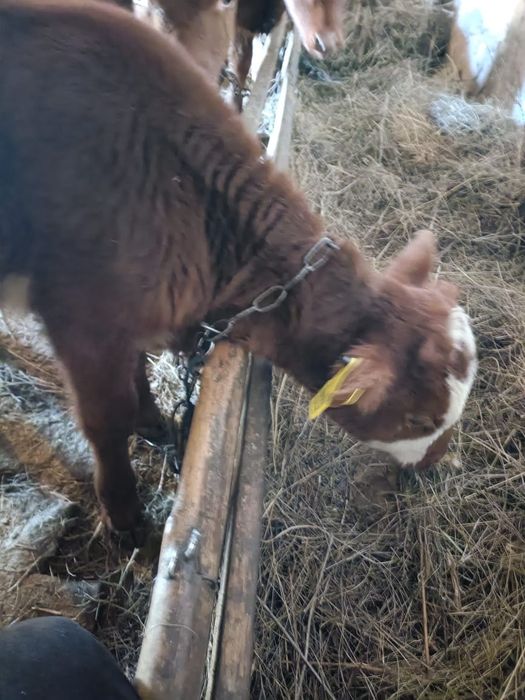 Продам одного теленка 3 месяцов