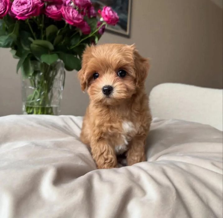 Maltipoo poodle mini toy