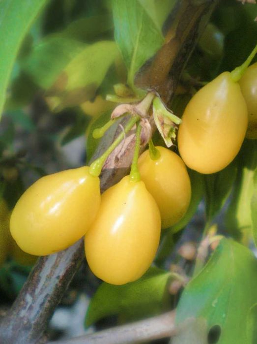 Дрян  - жълт за 14лв  и червен за 30лв