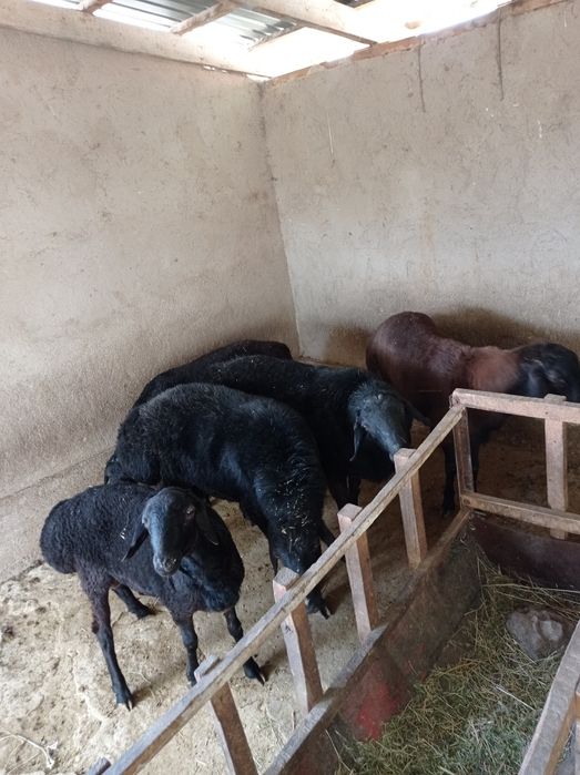 Продаётся бараны