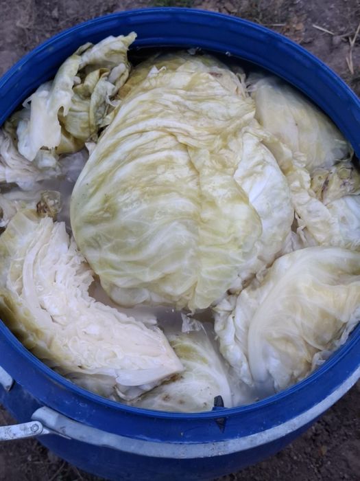 Varza murata Romaneasca si Marlo