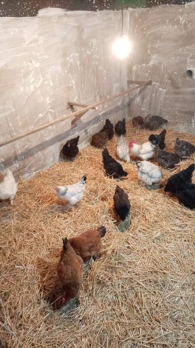 Продам кур очень хороший несутся даже зимой потомучто у них конфорт