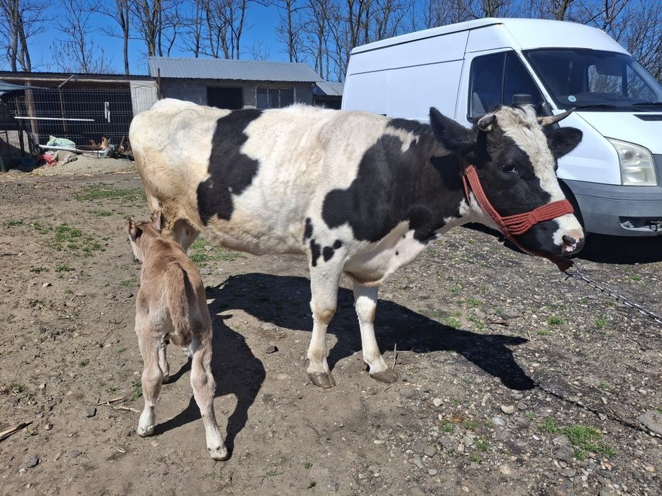 Vaca junica de vânzare cu tot cu vita de 3 săptămâni