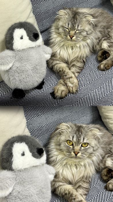Шотландский кот.