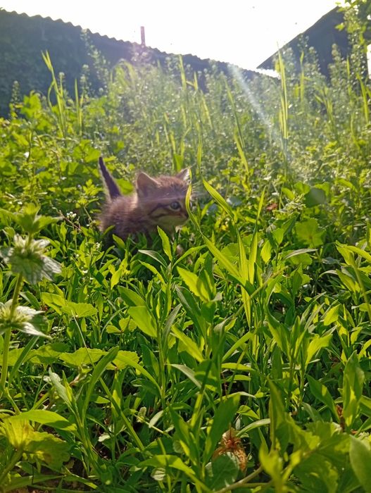 Котята Мальчик Девочка