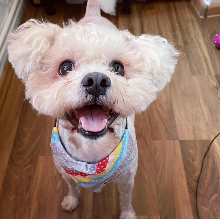 Tuns, frezat, coafat, caini pisici iepurasi siDuminica