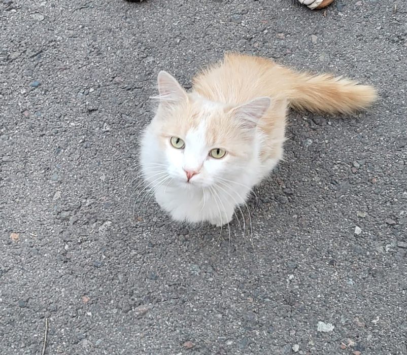 Отдам котика (очень ласковый)