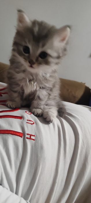 Сибирска котка (сребърно Таби)