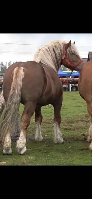 Vand sau schimb harmasar de 4 pe 5 ani