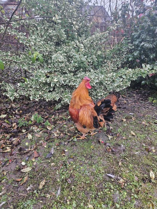 Cocos de vanzare s-au schimb puicute