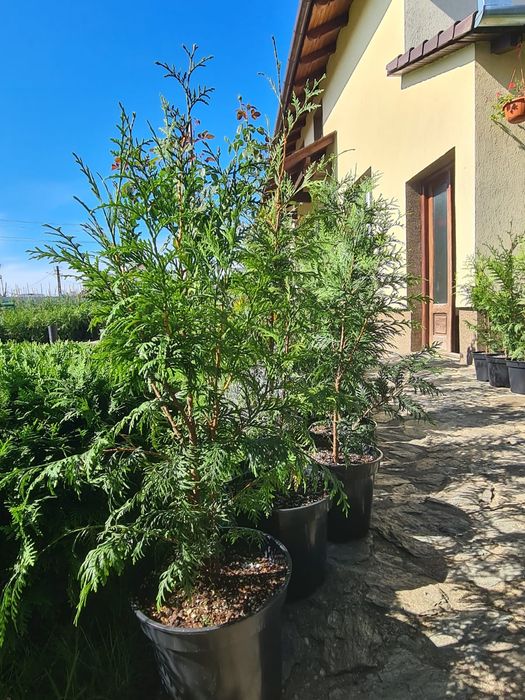 Tuia Smaragd , Leylandii și alte plante ornamentale