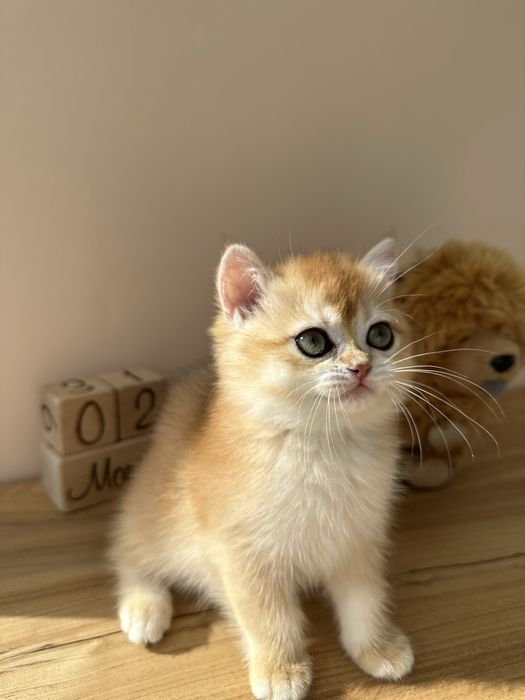 Британски котята золотые из питомника